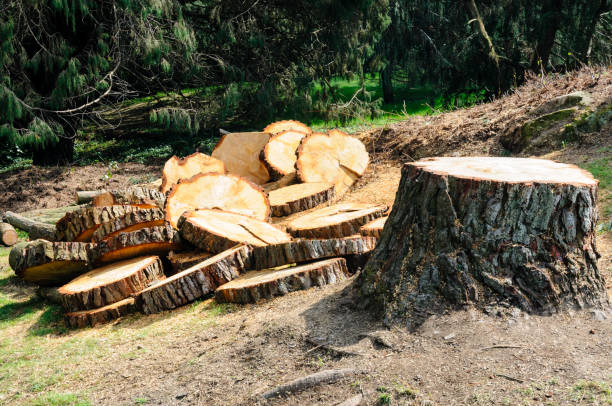How Our Tree Care Process Works  in  Westover, WV